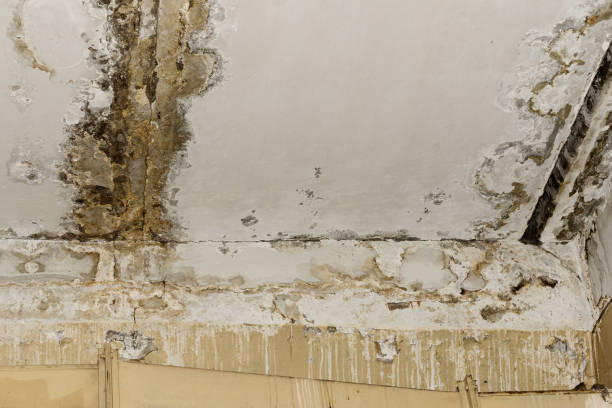 Best Real Estate Mold Inspection  in Morristown, TN